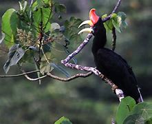 Burung Rangkong Kalimantan Timur