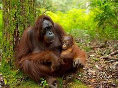 Gambar Orang Utan Dan Gorila